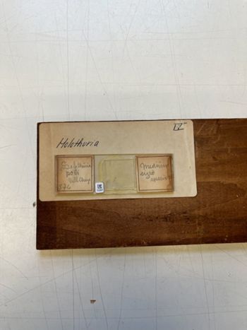 Media type: image;   Invertebrate Zoology HOL-876 Description: Photograph of microscope slide and handwritten label.;  Aspect: slide